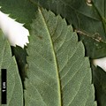 SpeciesSub: subsp. maderensis
